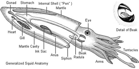 Squid Internal Anatomy Diagram