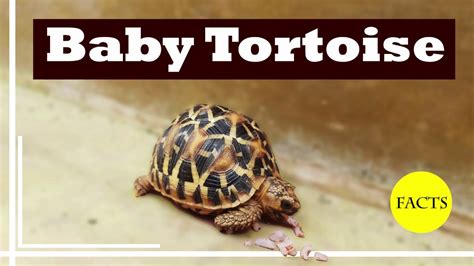 Baby Tortoise Eating Video | Baby Tortoise Food | Tortoise Pet Care | Cute Tortoise Baby 🐢🐢🐢 ...