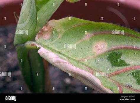 Spider mite hi-res stock photography and images - Alamy