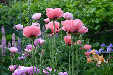 ORIENTAL POPPIES - Easy to grow and maintain - Sowing the Seeds | Poppy ...