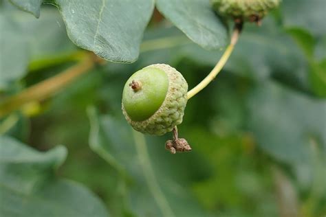 Sessile Oak | Naturescape Wildflower Farm