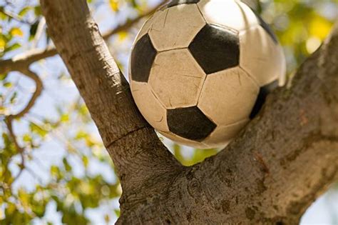 Football Stuck In Tree Stock Photos, Pictures & Royalty-Free Images ...