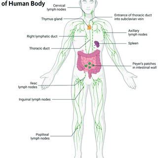 A brief illustration of the human lymphatic system. | Download Scientific Diagram