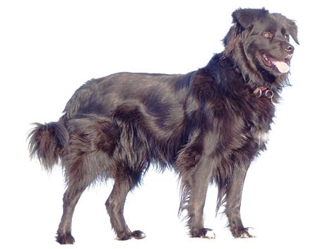 Borador - Dog Breed Guide