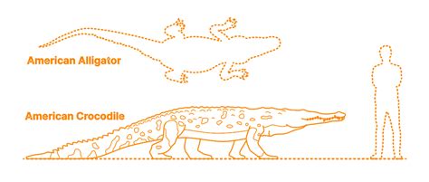 American Crocodile (Crocodylus acutus) Dimensions & Drawings | Dimensions.com