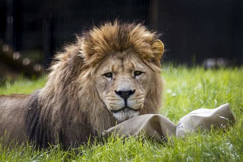 New enclosure with a view opened for Barbary lions in Belfast | The Independent