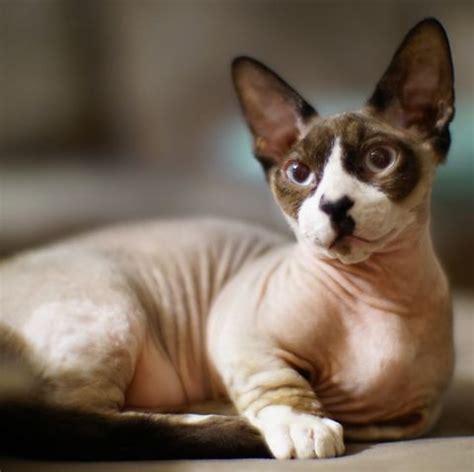 9 Hairless Cat Breeds: Sphynx, Donskoy, and More