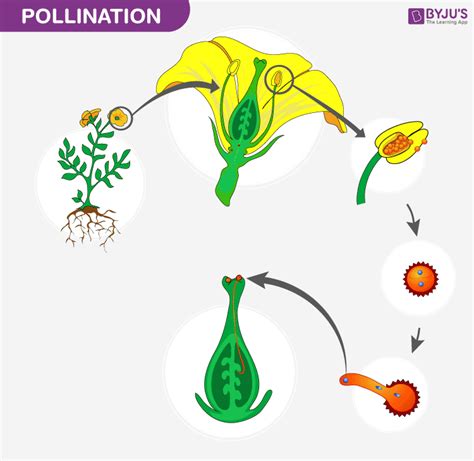 Dividen Up: Process Of Pollination In Flowers