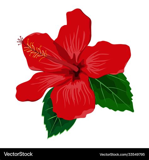 Hibiscus flower with leaves flat Royalty Free Vector Image