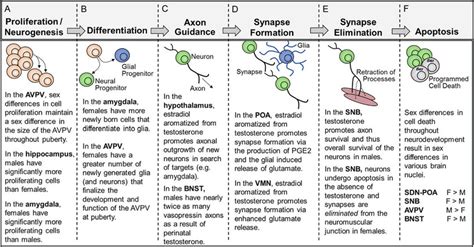 The basic processes of neural development that occur in a sex-specific ...