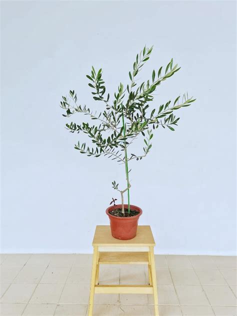 Grafted Olive Tree (Japan), Furniture & Home Living, Gardening, Plants & Seeds on Carousell