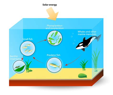 The Importance Of The Ocean In Photosynthesis – ArtOfBonsai.org