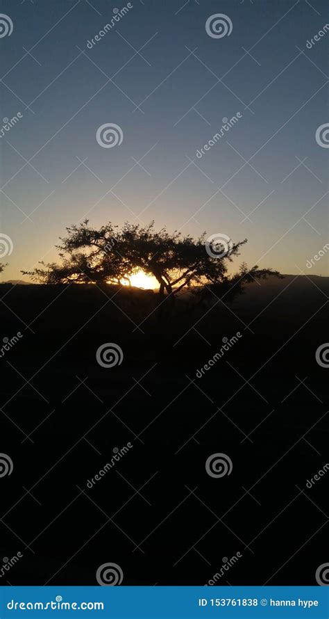 African tree stock photo. Image of sunset, beautiful - 153761838