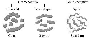 Draw the three shapes of bacterial cells (Coccus, Bacillus, and ...