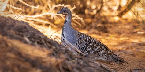 The Nest of the Malleefowl