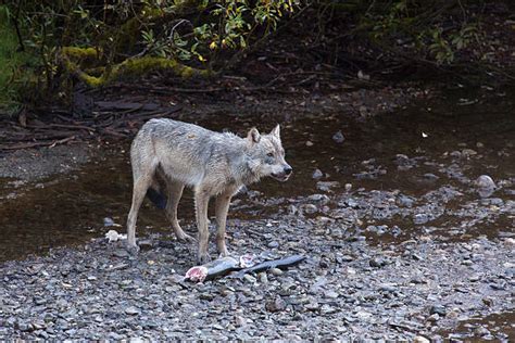 40+ Wolf Eating Fish Stock Photos, Pictures & Royalty-Free Images - iStock