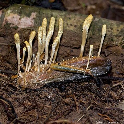 Cordyceps, The Parasitic Fungus That Makes Insects Grow Horns