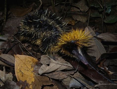 Lowland Streaked Tenrec l Astounding - Our Breathing Planet