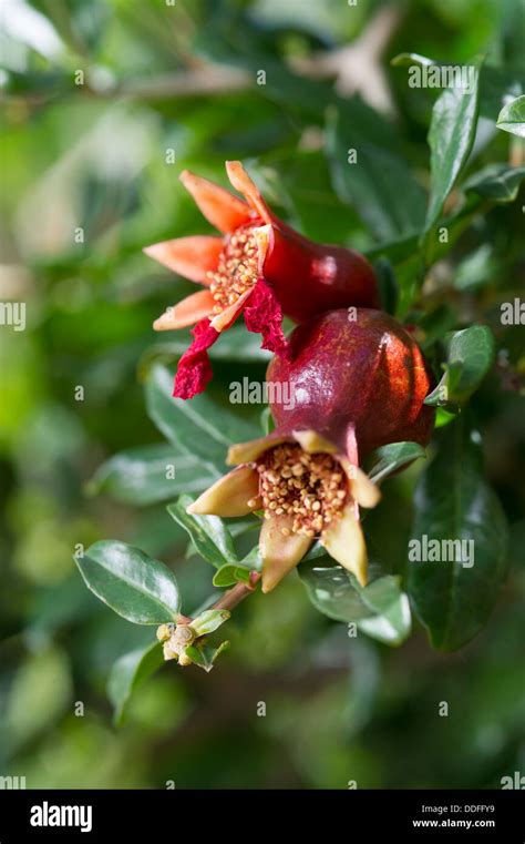 Pomegranate flower in Tree Stock Photo - Alamy