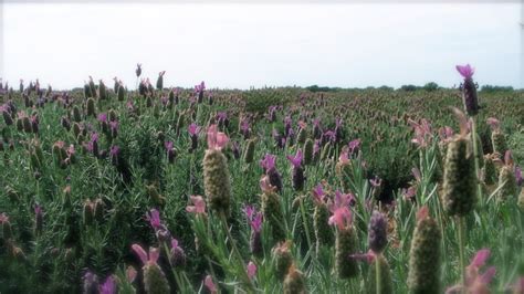 Becker Vineyards lavender fields. Fredericksburg, TX | Lavender fields ...