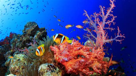 Colorful Shoal Of Fish Swimming Near Coral Reefs Under Sea HD Animals ...