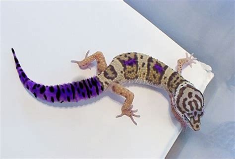 Purple leopard gecko | Leopard gecko, Cute gecko, Gecko