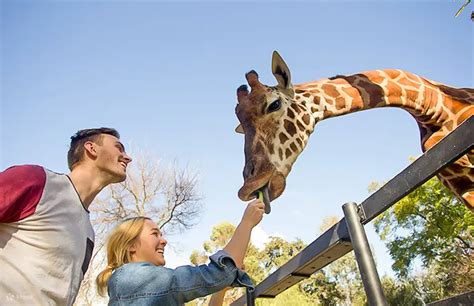 Get your Zoo Tickets Adelaide and Enjoy a Day with the Animals!