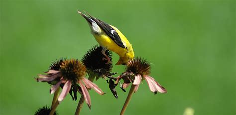 Will the birds eat my seeds? - Prairie Moon Nursery