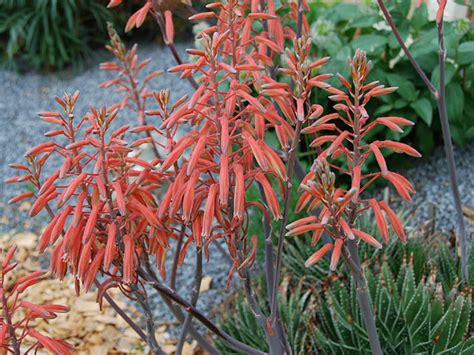 Aloe aristata (Lace Aloe) - World of Flowering Plants