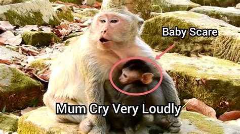 Baby Monkey Scare Mum Cry Very Loudly, Mama Monkey Cry Loudly Because Of Scaring - YouTube