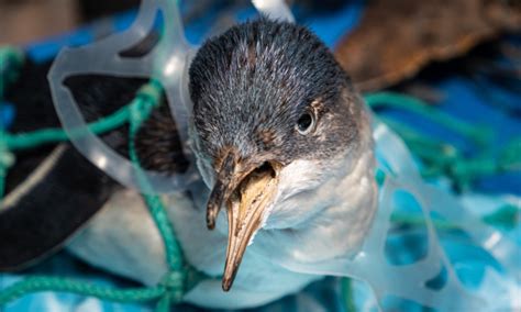 Partager la pétition : Faune sauvage : Stop à l'abandon des déchets de ...