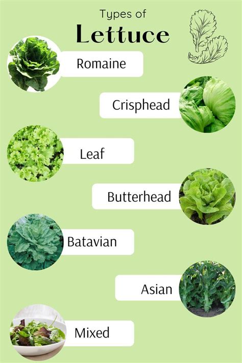 Types Of Lettuce Plants