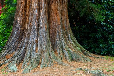 Tree Trunk Free Stock Photo - Public Domain Pictures