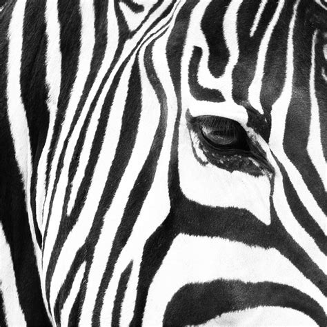 Zebra Close-Up Coaster | At Home