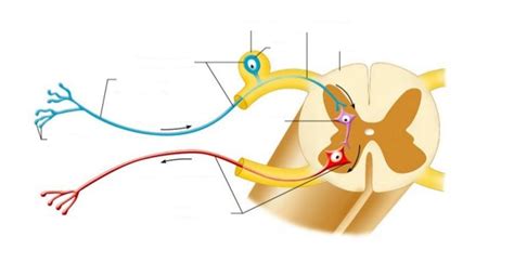 afferent vs efferent neurons Diagram | Quizlet