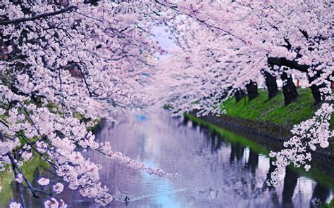 Background Cherry Blossoms - Blossoms Hokkaido Nara Hanami | wallpaperlist