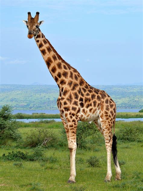 Datei:Rothschild's Giraffe (Giraffa camelopardalis rothschildi) male (7068054987), crop & edit ...