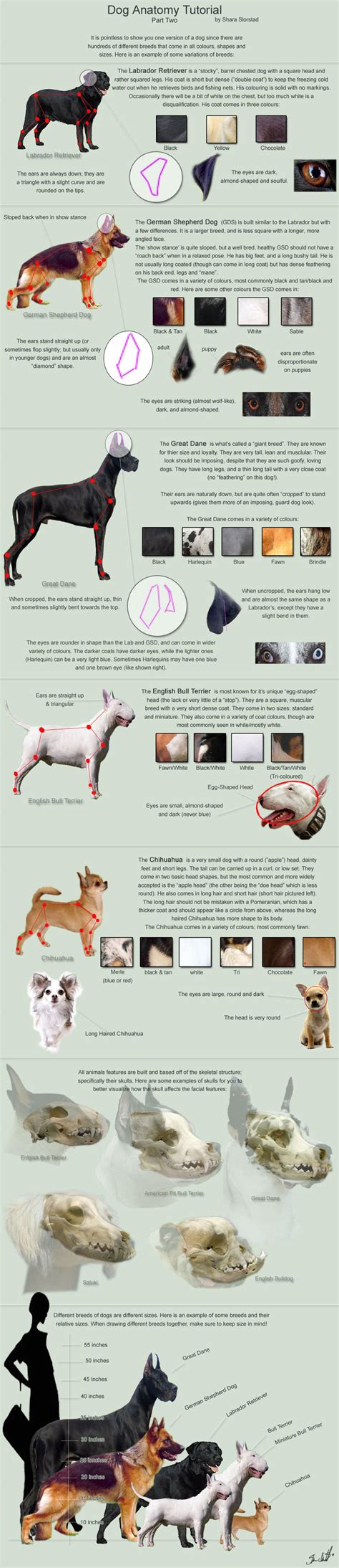 Dog Anatomy Tutorial 2 by SleepingDeadGirl on DeviantArt