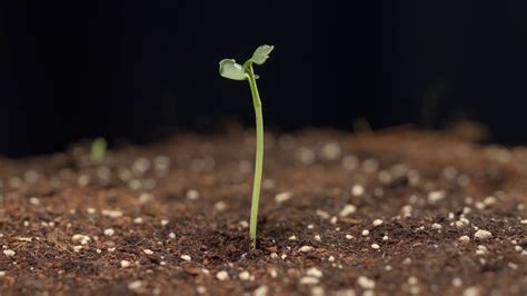 20200800 10 Radish Seed Germination Time-Lapse - YouTube