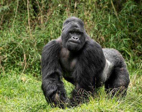 Mountain Gorilla Numbers on the Rise | UC Davis