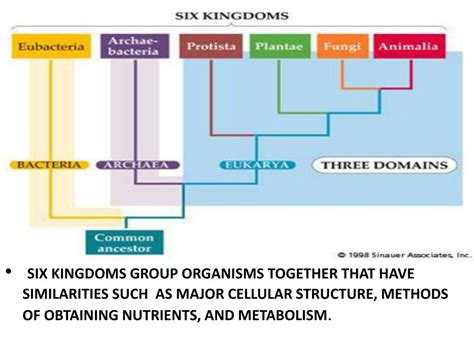 Chart Of Domains And Kingdoms