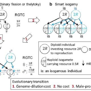 Evolutionary pathways between asexual reproduction (a), isogamy (b) and | Download Scientific ...