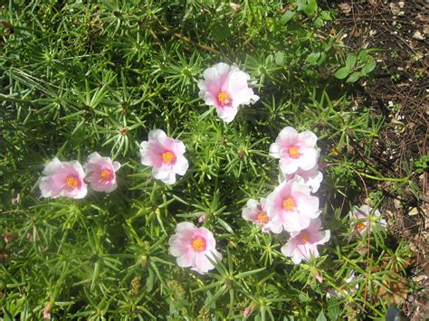 Moss Rose (Portulaca grandiflora) - Richard Lyons Nursery, Inc.