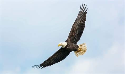 Protecting the Eagles of Boulder County - Images