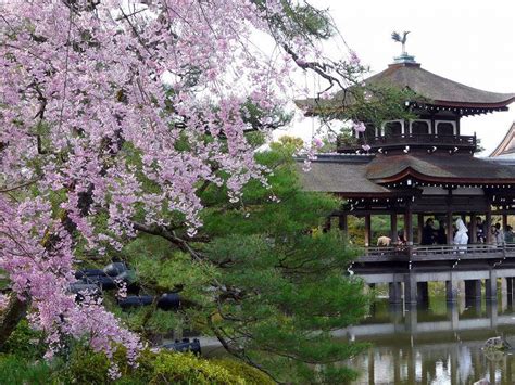 japanese cherry blossom images | Japan cherry blossom festival, Cherry blossom japan, Japan sakura