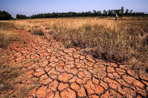 Saline intrusion in Mekong Delta worsens - Vietnam Water Portal