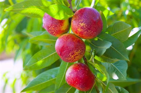 50 Different Nectarine Tree Varieties - ProGardenTips