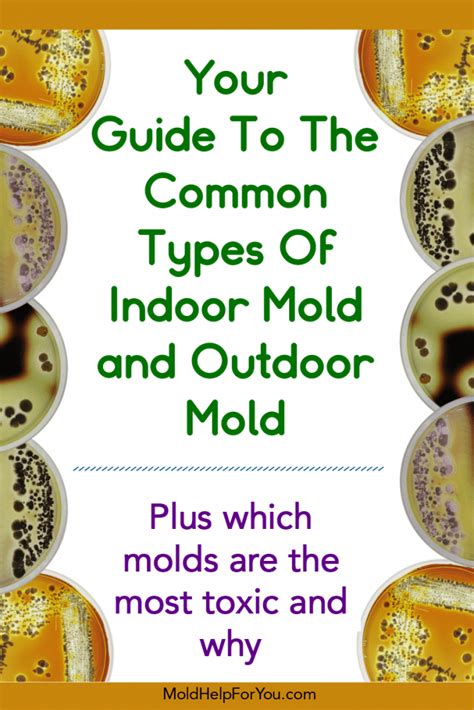 Common Types Of Mold (Indoor and Outdoor) | Mold Help For You