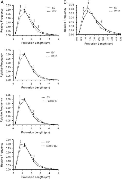 Expression of Wnt inhibitors or Wnt2 shifts the distribution of ...