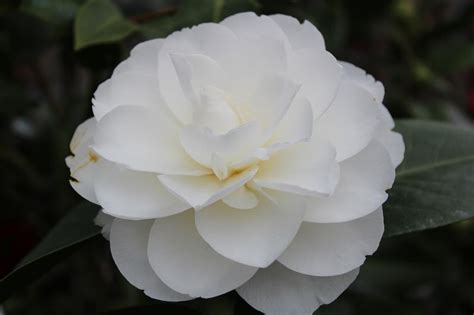 Camellia hybrid ‘Swan Lake’